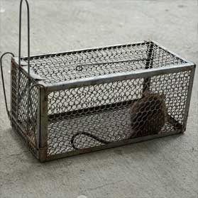 Rodent removal Sarasota